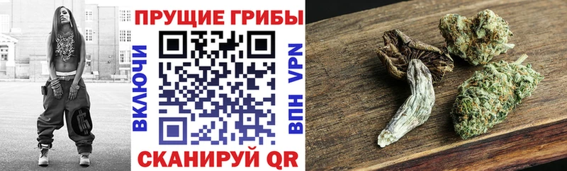 Псилоцибиновые грибы мухоморы  наркошоп  kraken рабочий сайт  Весьегонск 